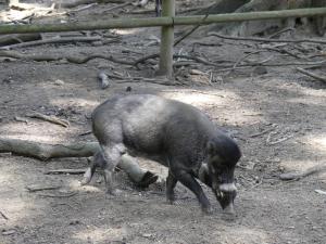 Sanglier de Visayas