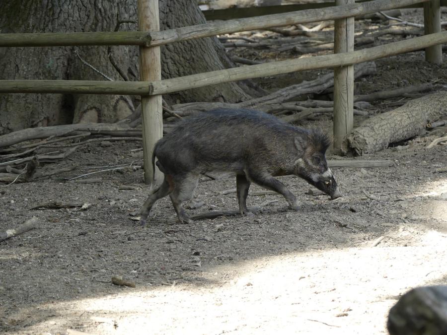 Sanglier de Visayas