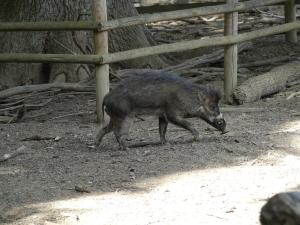 Sanglier de Visayas