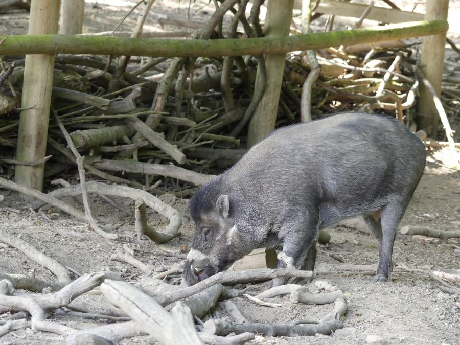 Sanglier de Visayas
