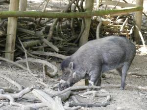 Sanglier de Visayas