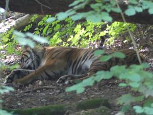 Tigre de Sumatra