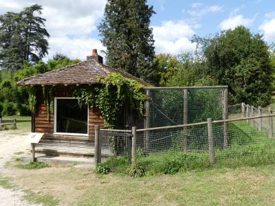 Ouistiti à toupets blancs - 2019