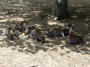 Wallaby de Bennett
