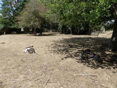 Wallaby de Bennett - 2019