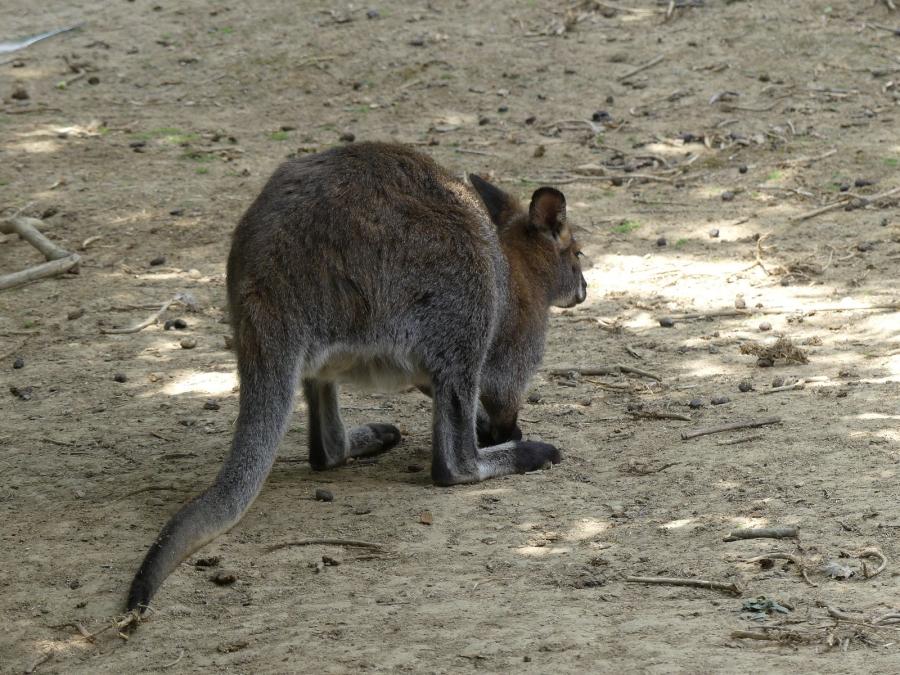 Wallaby de Bennett
