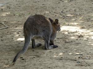 Wallaby de Bennett