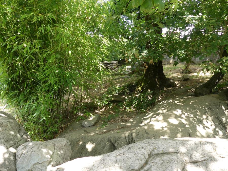 Loutre naine d'Asie