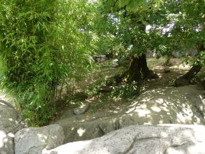 Loutre naine d'Asie