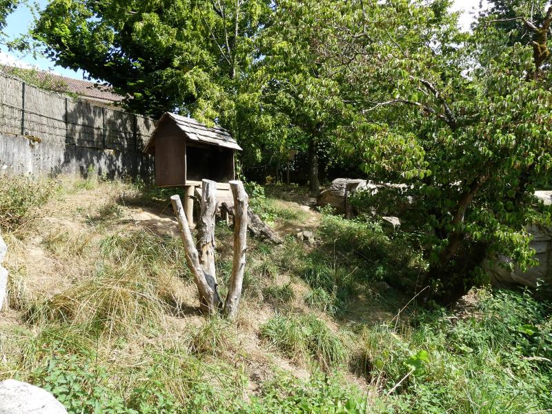 Loutre naine d'Asie - 2019