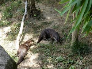 Loutre naine d'Asie