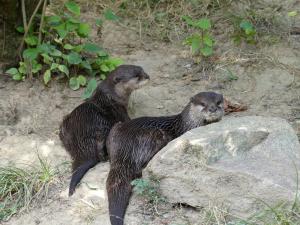 Loutre naine d'Asie