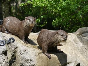 Loutre naine d'Asie