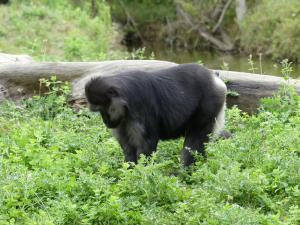 Macaque de Tonkéan
