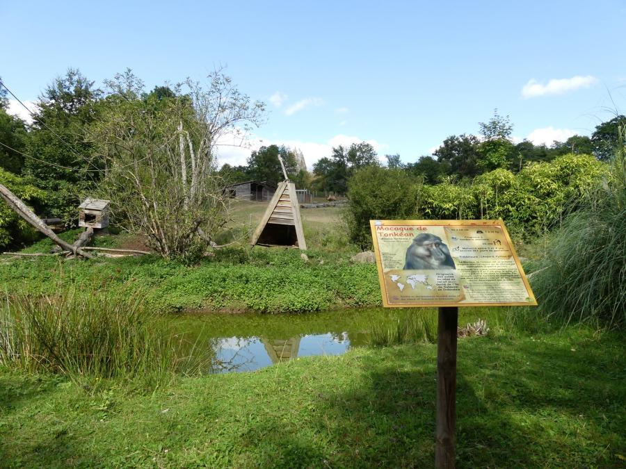 Macaque de Tonkéan
