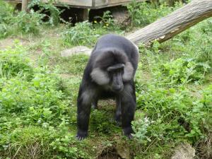 Macaque de Tonkéan