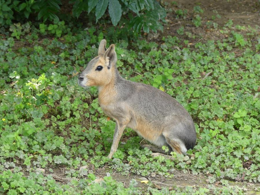 Mara