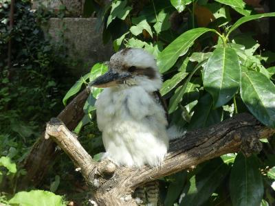 Martin chasseur géant - 2019
