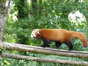 Panda roux