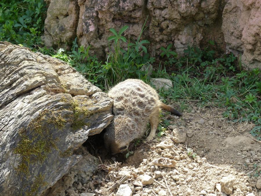 Suricate