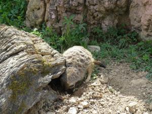 Suricate