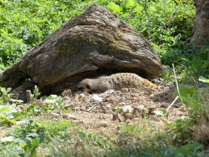 Suricate