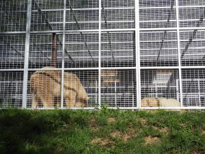 Ours polaire