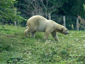 Ours polaire