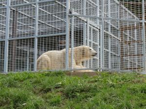 Ours polaire