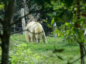 Ours polaire