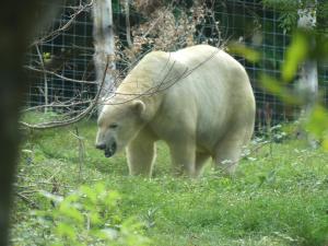 Ours polaire