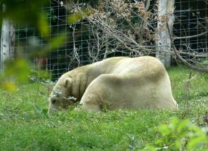 Ours polaire