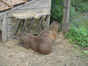 Capybara