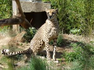 Guépard (Copier)