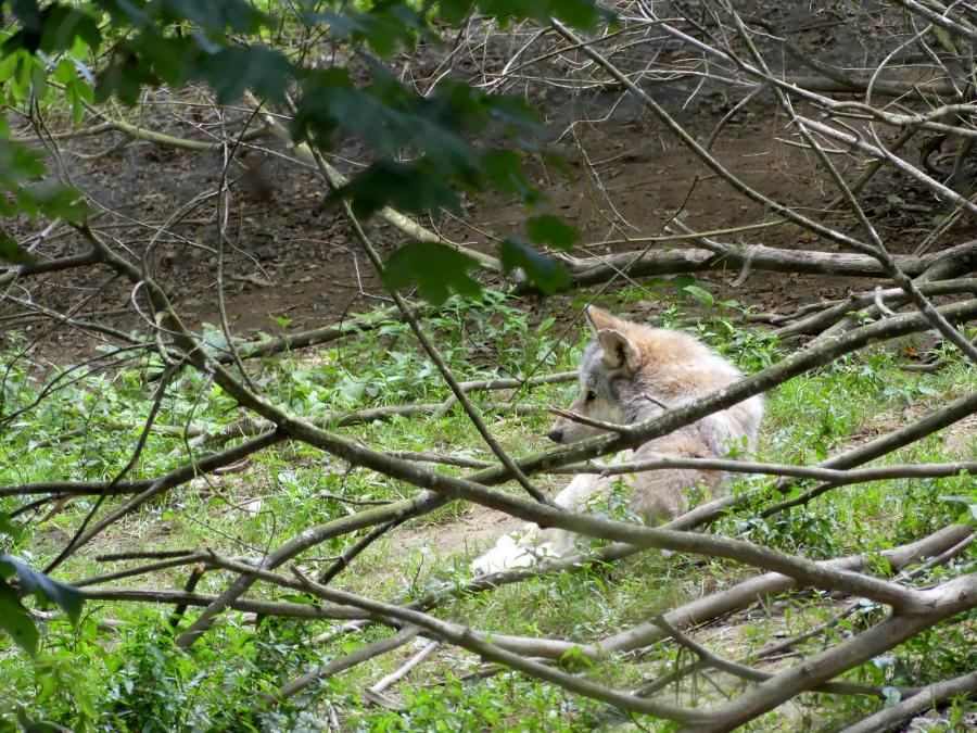 Loup gris commun