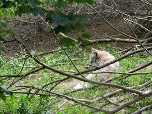 Loup gris commun