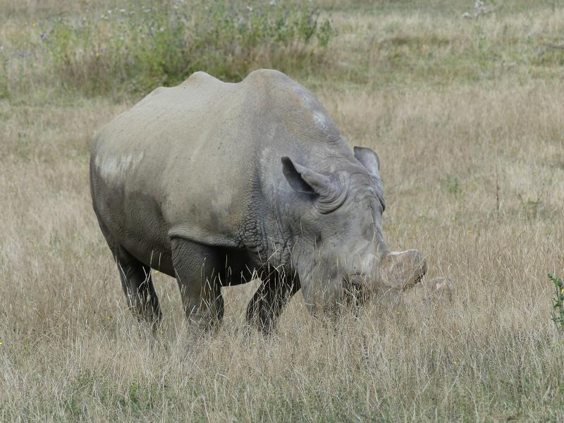 Rhinocéros blanc - 2019