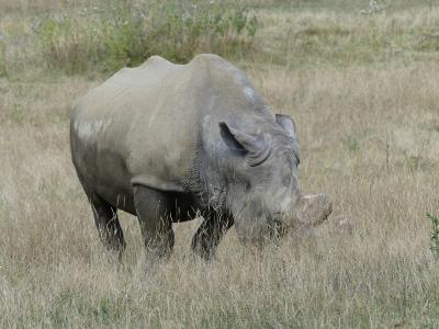 Rhinocéros blanc - 2019