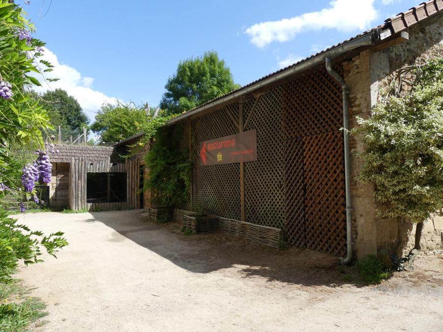 Roussette d'Egypte