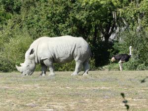 Rhinocéros blanc - Autruche