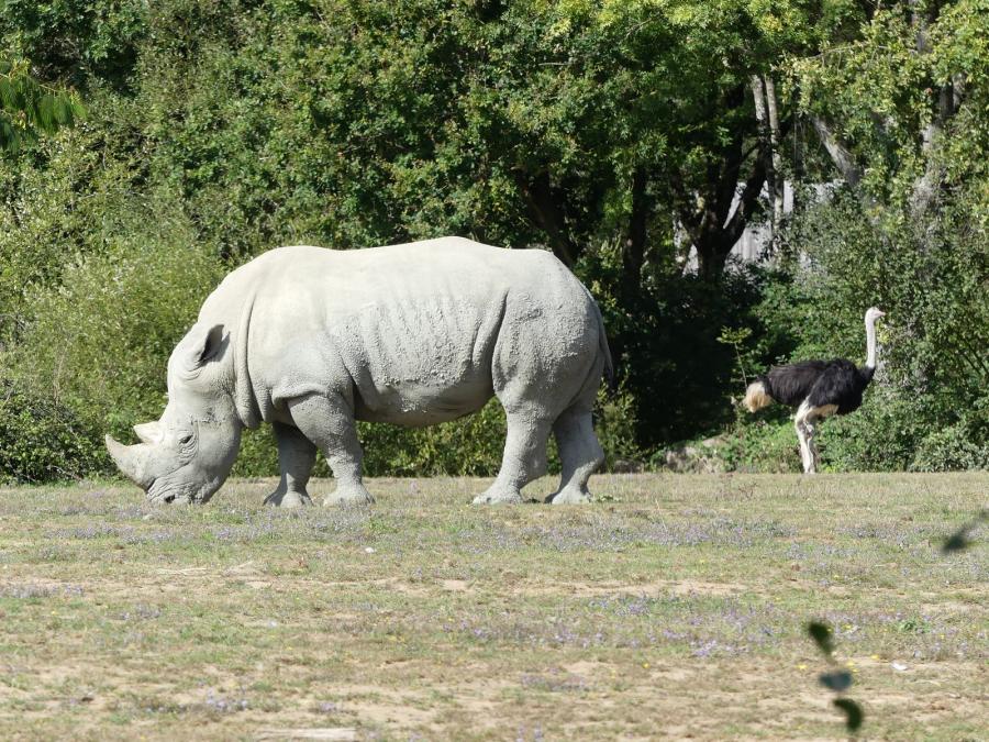 Rhinocéros blanc - Autruche