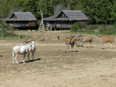 Piste Afrique - 2023