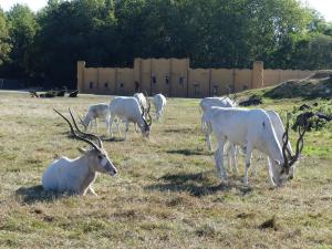 Addax