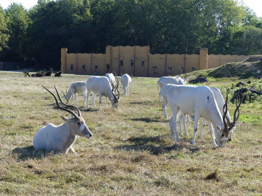 Addax