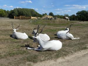 Addax