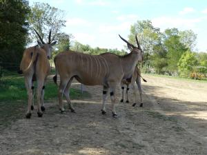 Eland du Cap