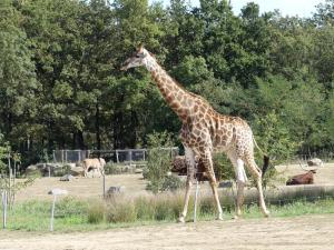 Girafe du Cap