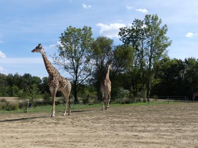 Girafe du Cap - 2023