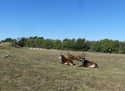 Hippotrague noir - 2023