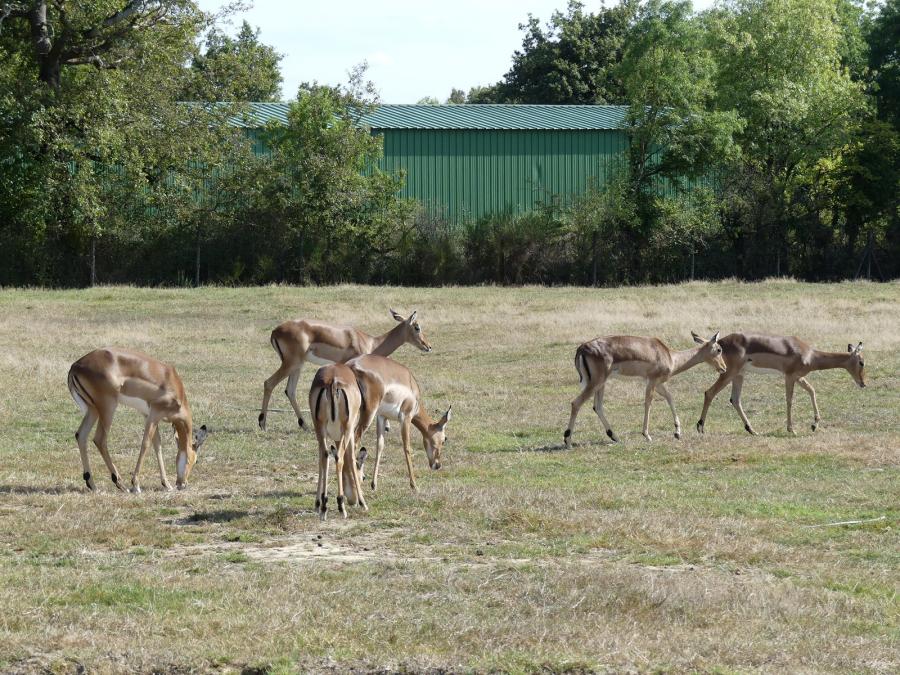 Impala